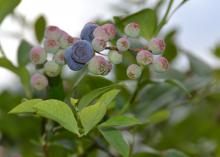 A close-up photo of blueberries on a branch of a bush.