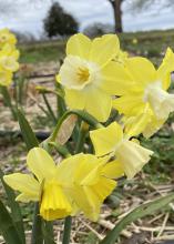 A cluster of yellow flowers bloom on tall stems.