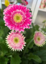 Three pink flowers bloom on a plant.