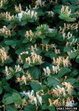 Dozens of dainty yellow and white flowers bloom on a vine.