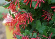 Numerous red, trumpet-shaped flowers bloom on a vine.