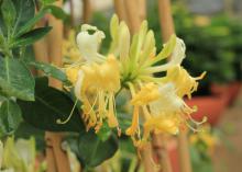 Yellow flowers bloom on a vine.