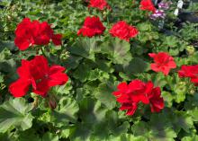 A cluster of red blooms is surrounded by green leaves.