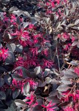 Delicate, pink flowers bloom on dark leaves.