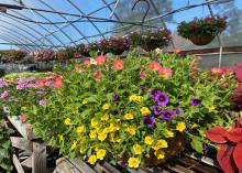 Yellow, purple and pink flowers bloom above foliage.