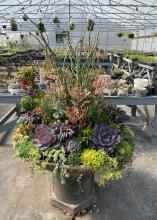 Colorful small plants fill a large container.