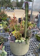 Colorful small plants fill a large container.