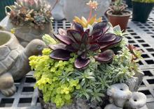 Colorful small plants fill a container.