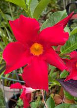 A single red bloom has a yellow center.