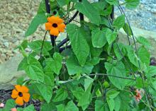 A vine in a container has peach-colored flowers.