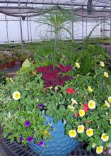 A blue container has yellow and red flowers and colorful leaves.