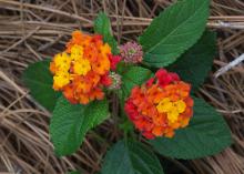 A small plant has two reddish blooms.