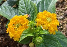 A small plant has two yellow blooms.