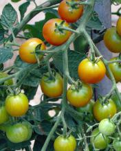 Green leaves surround yellow and green tomatoes.