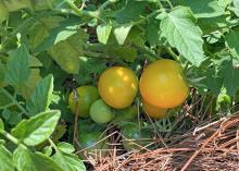 Green leaves surround yellow and green tomatoes.