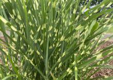 Grass blades are green with random yellowish patches.