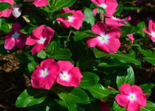 Light pink flowers cover green plants.