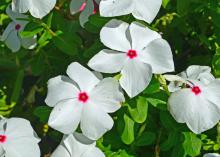 White flowers cover green plants.