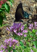 Small, lavender flowers bloom in a cluster.