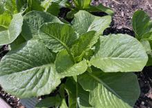 An Ideal cos romaine lettuce plant has green leaves.