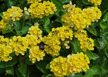 Flowers are made up of tiny yellow blooms.