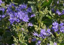 Tiny purple flowers bloom on green foliage.