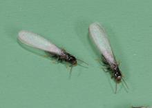 Two insects with wings are on a green background.