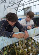 Two students use a ruler to measure plant height.