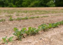 Rows of soybeans grow in a field.