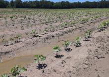 Small cotton plants grow in rows in a muddy field.