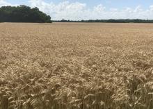 Brown wheat stalks extend in a field to a distant tree line.