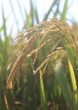 Rice kernels are seen on plants in a field.