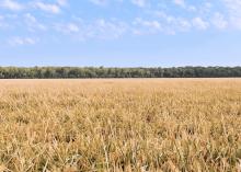 A field of rice is ready for harvest.