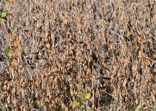 Dry soybean pods hang on dried plants ready for harvest.