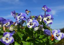 Blue and white flowers bloom above green foliage.