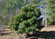 A small, rounded tree grows in a landscape.