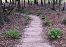 Green clumps of ferns line a path in the woods.