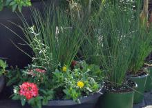 Grassy plants grow in a container with flowers.