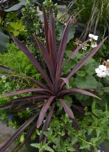 Slender, purple leaves emerge above greenery.