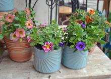 Four containers hold small, blooming plants.