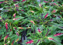 Plants with green and pink leaves grow in small pots.