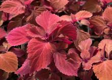 Plants are covered in red leaves.