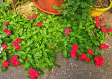 Dark pink blooms cover a green plant.