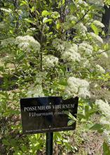 A shrub is covered in clusters of white flowers.