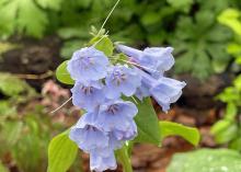 Delicate purple blooms line a flowering stalk