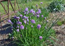 A clump of grasses is topped by purple flowers.