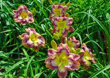 Large yellow and red flowers bloom on tall stems.