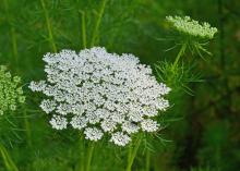 Tiny white flowers bloom in a cluster.