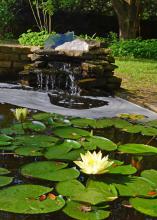 A white water lily blooms in front of a small, garden waterfall.