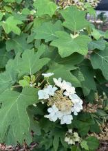 Large leaves surround a cluster of white blooms.